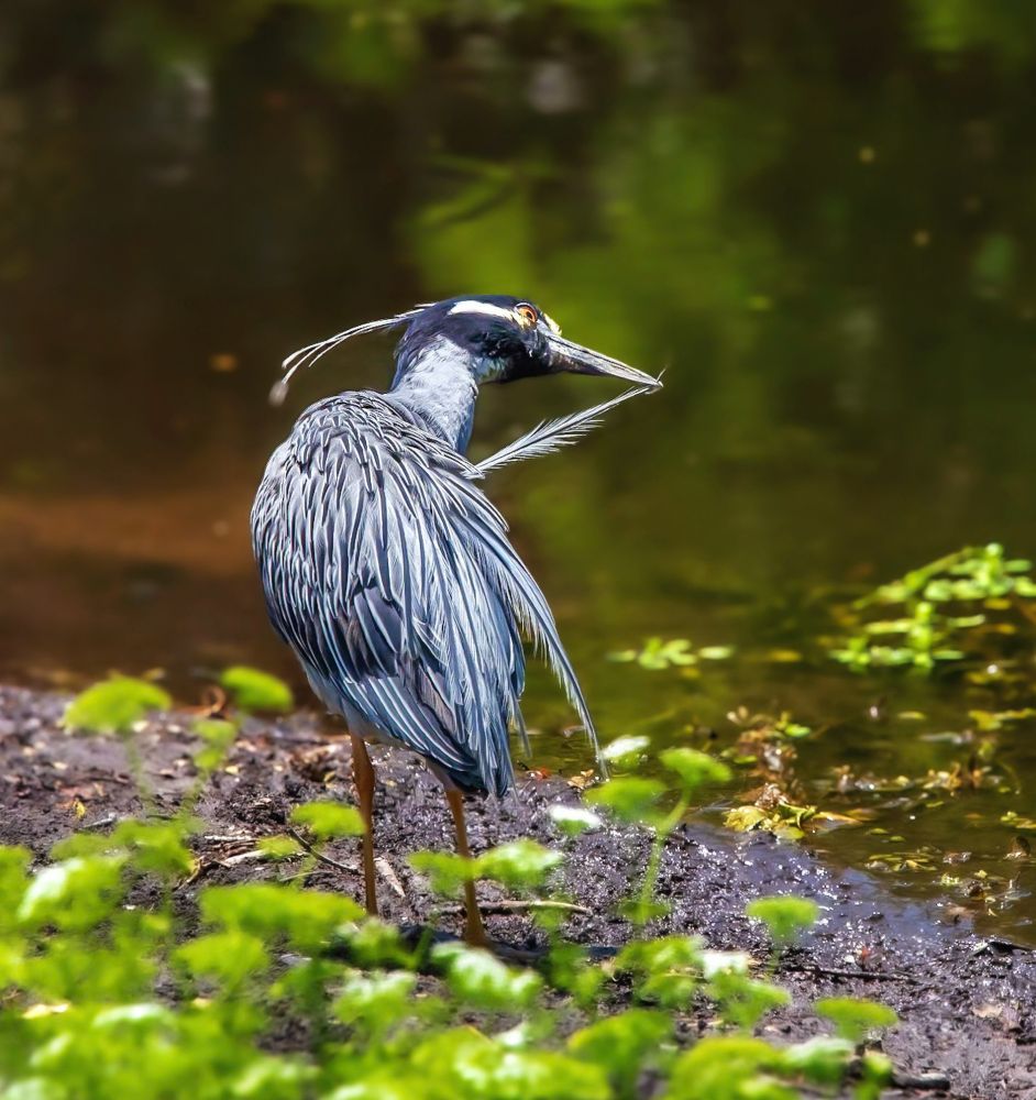 Yellow Crowned Night Heron preening at the water's edge.
