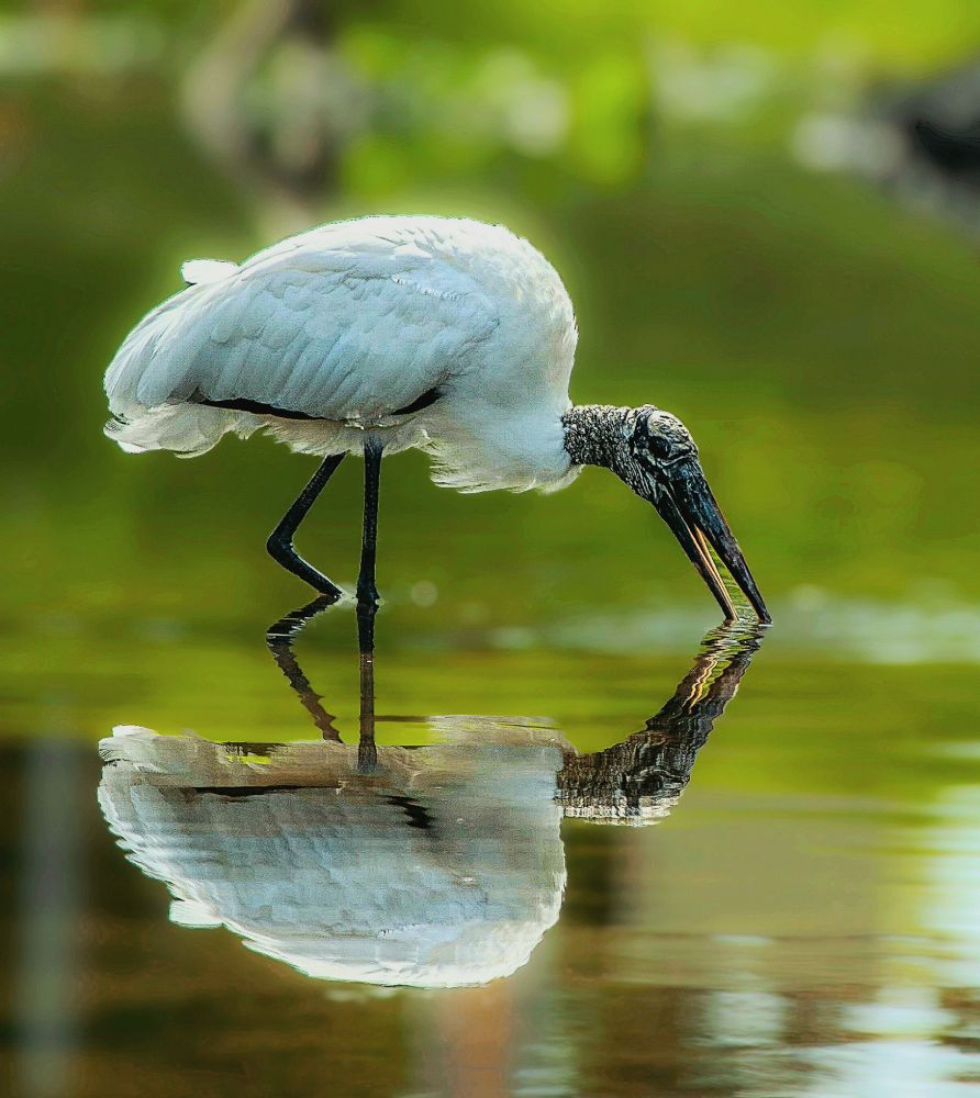 A dreamy photo of a single Wood Stork, fishing.