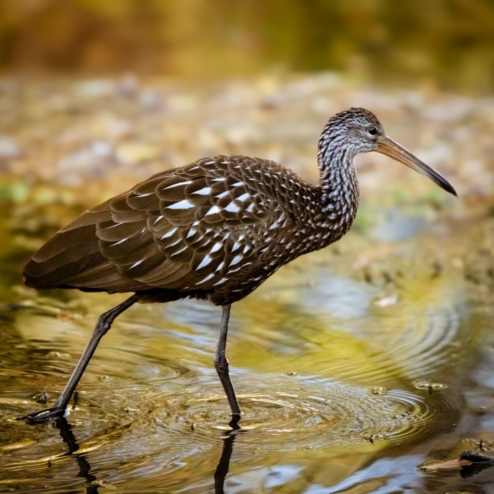 A Limpkin wading at sunrise.