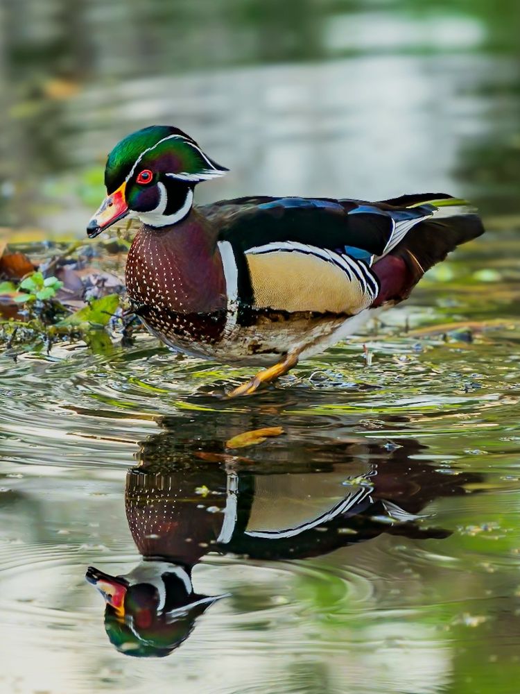 A handsome Wood Duck wading on a cloudy afternoon.