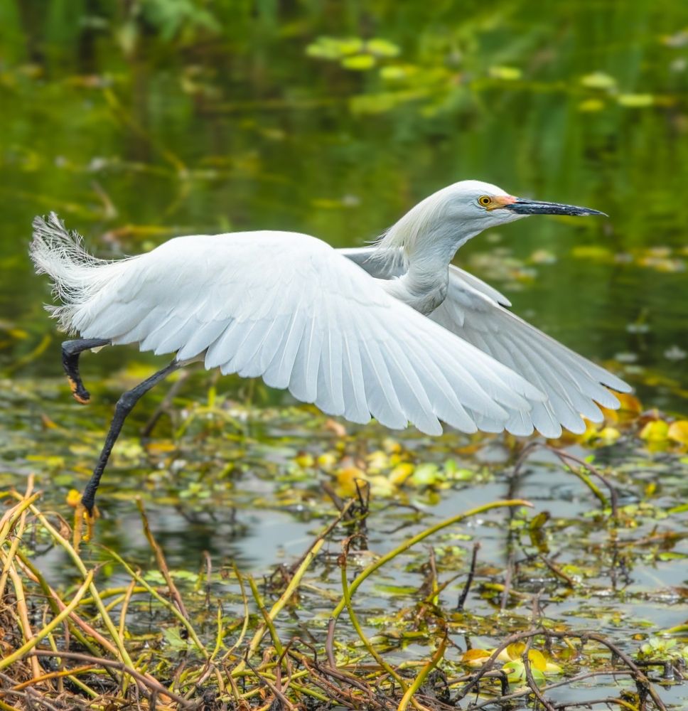 Snowy Egret is taking off after fishing.