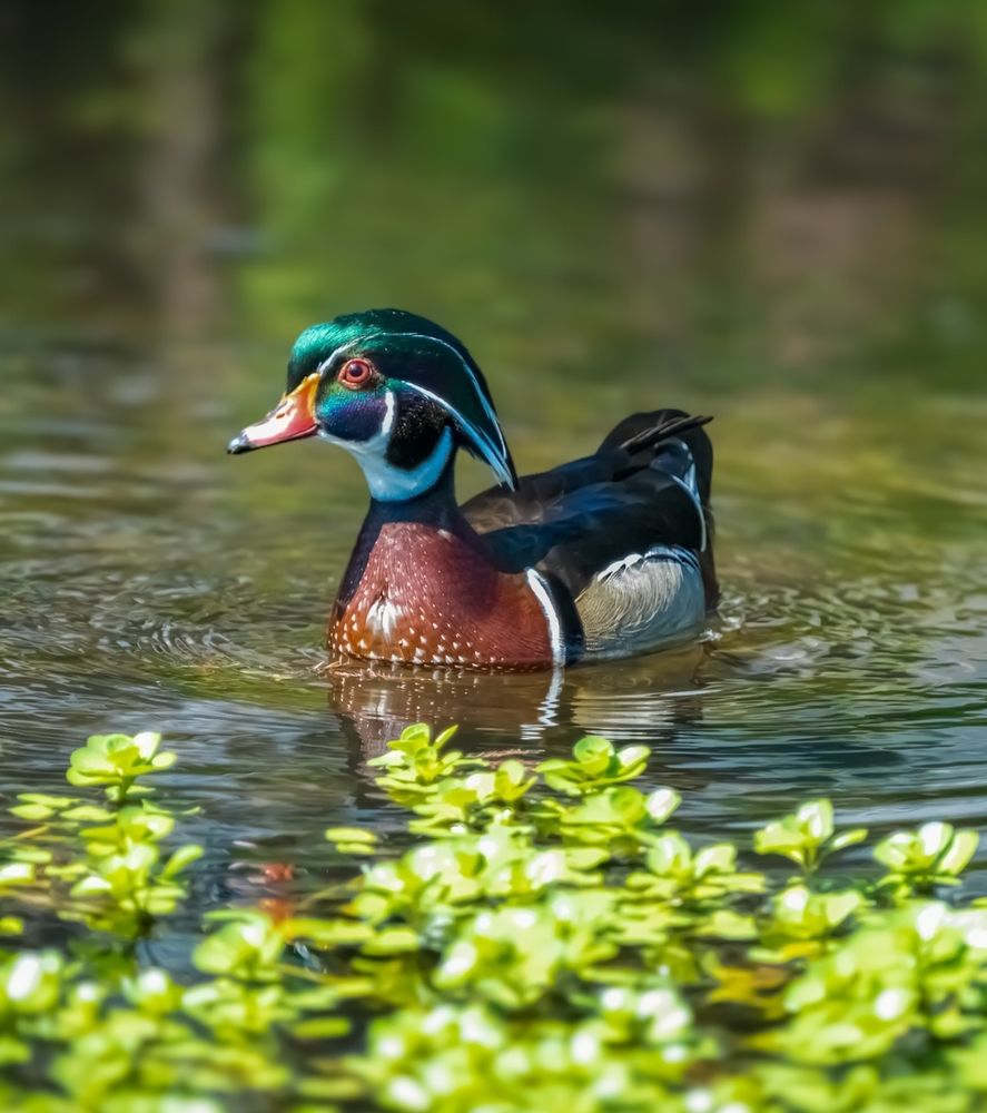 Handsome Wood Duck drake swimming and looking fabulous on Wood Duck Wednesday.