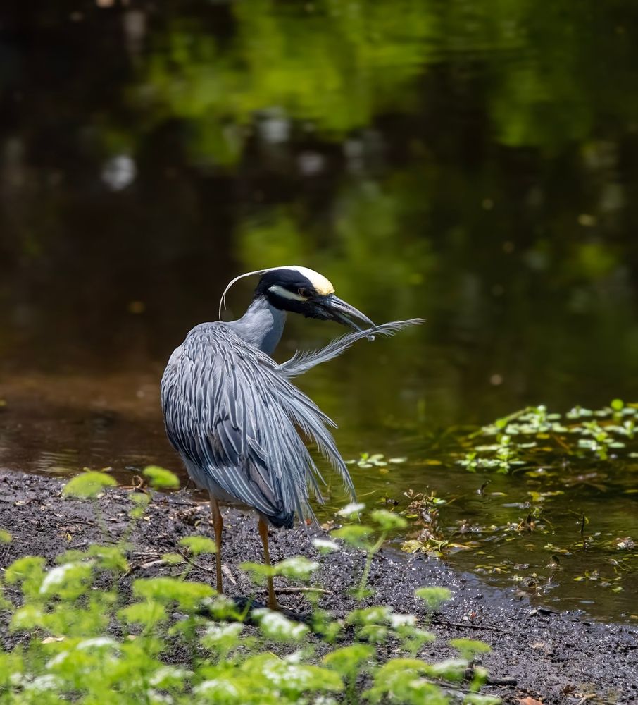 Yellow Crowned Night Heron preening.