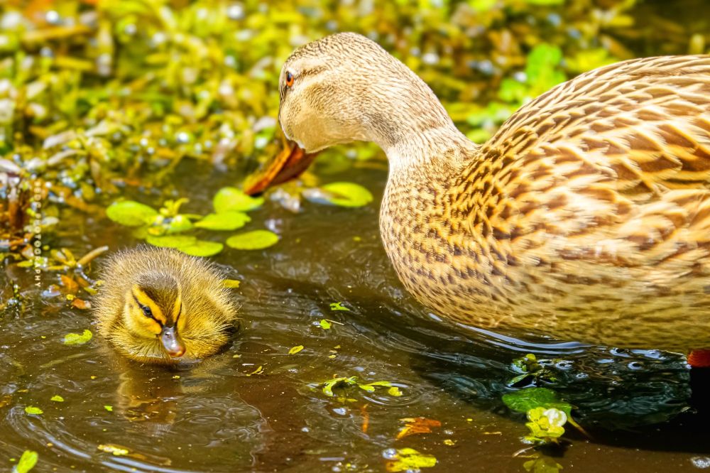 Close up of Mother Mallard with her ducklings.