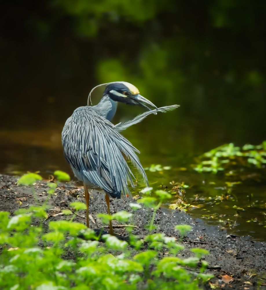Yellow Crowned Night Heron preening at the water's edge.