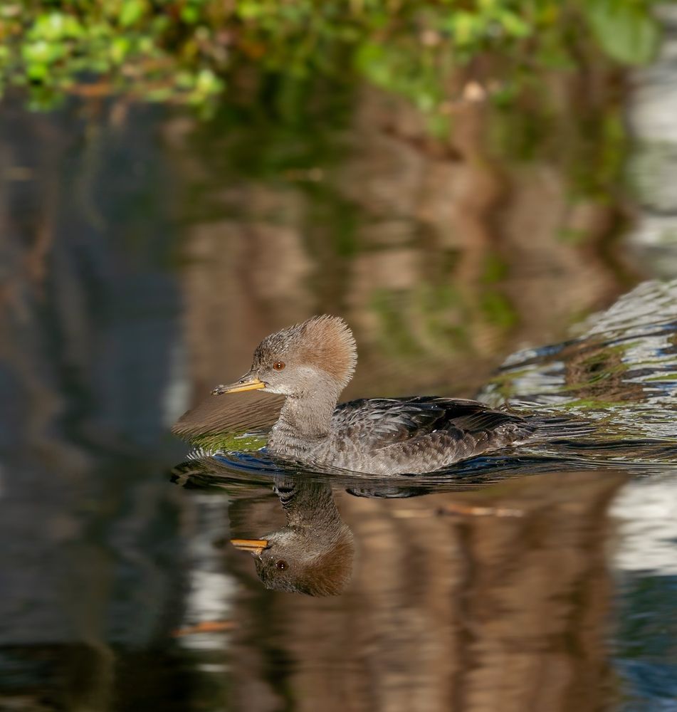 Hooded Merganser female swimming by the bald cypress tree reflections. 