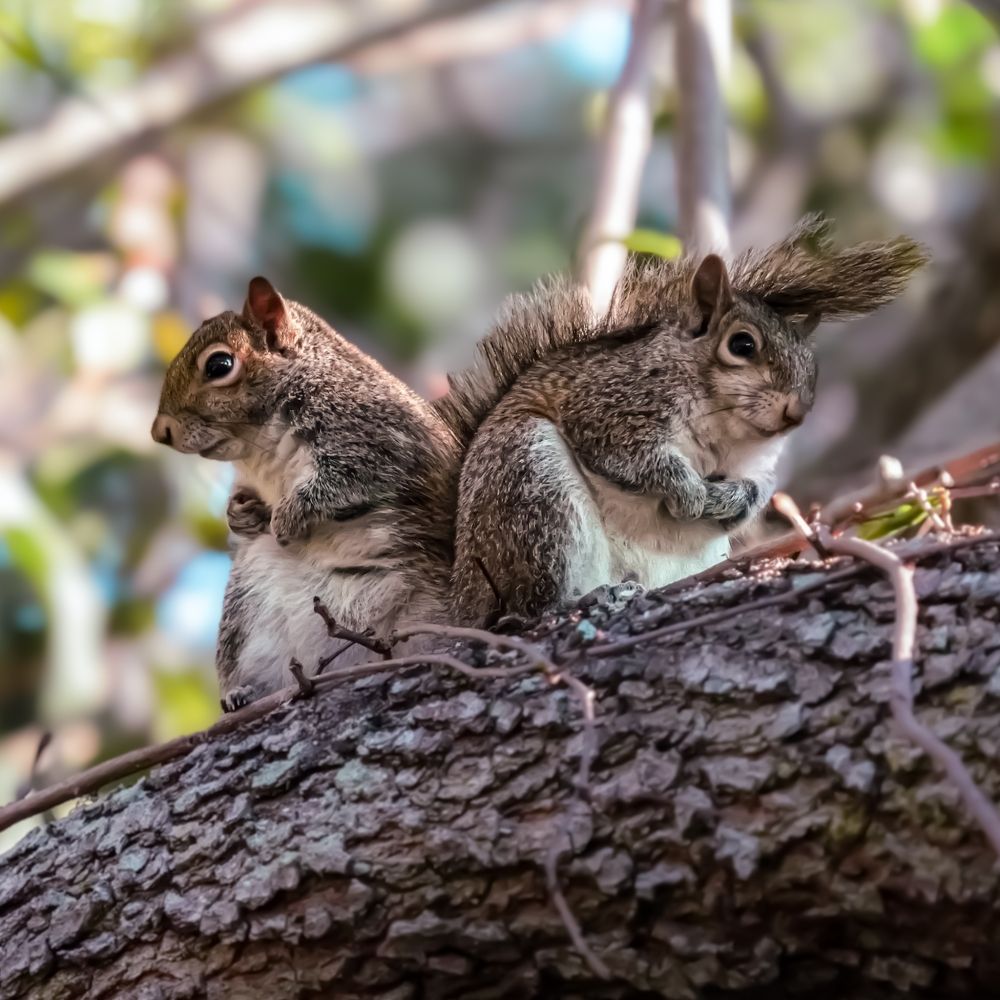 Two squirrels sitting back to back very high up in the trees. 