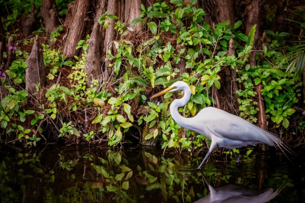 Handsome Henry the Great Egret, strolling past the bald cypress trees looking fabulous.