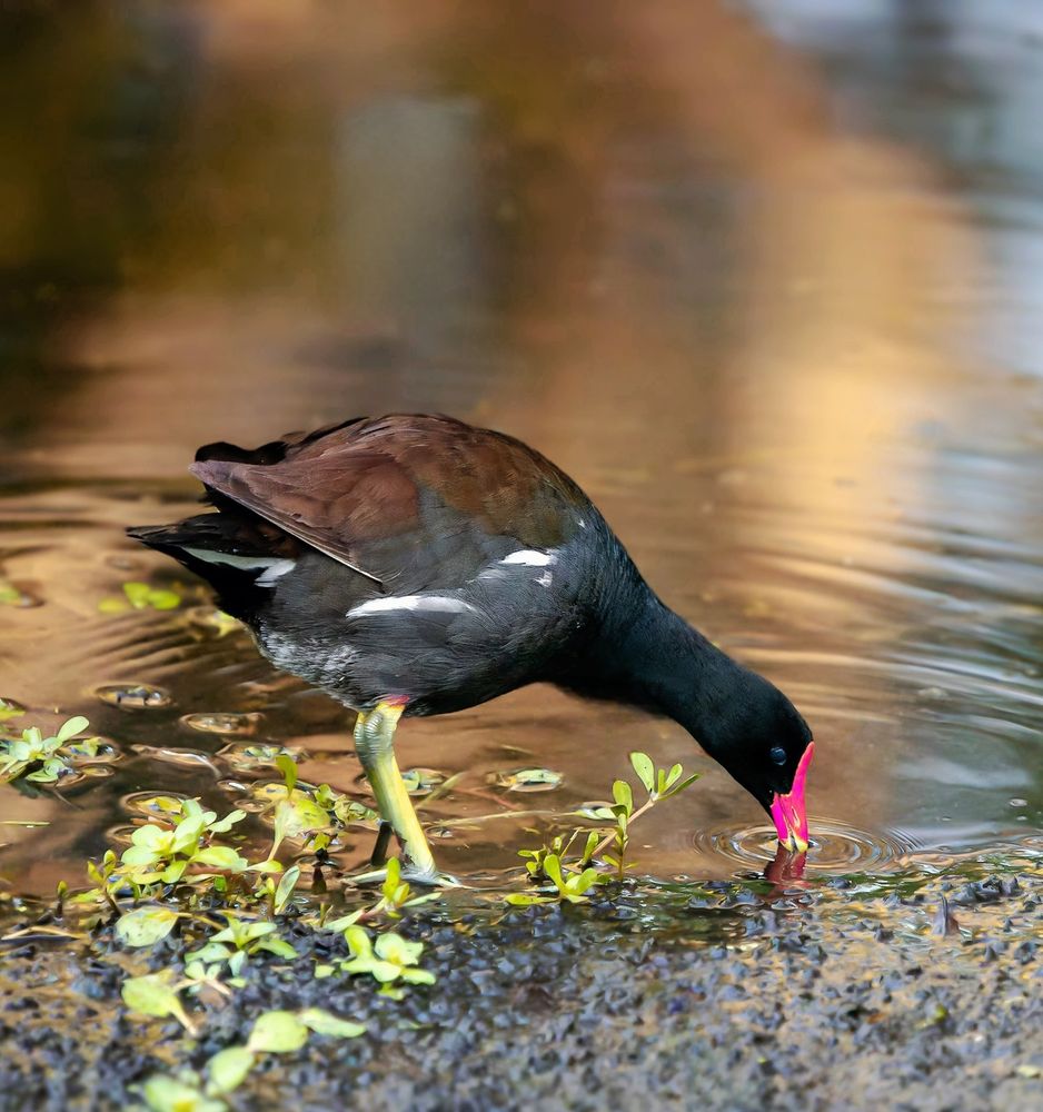 The Common Gallinule looking for food in shallow places.