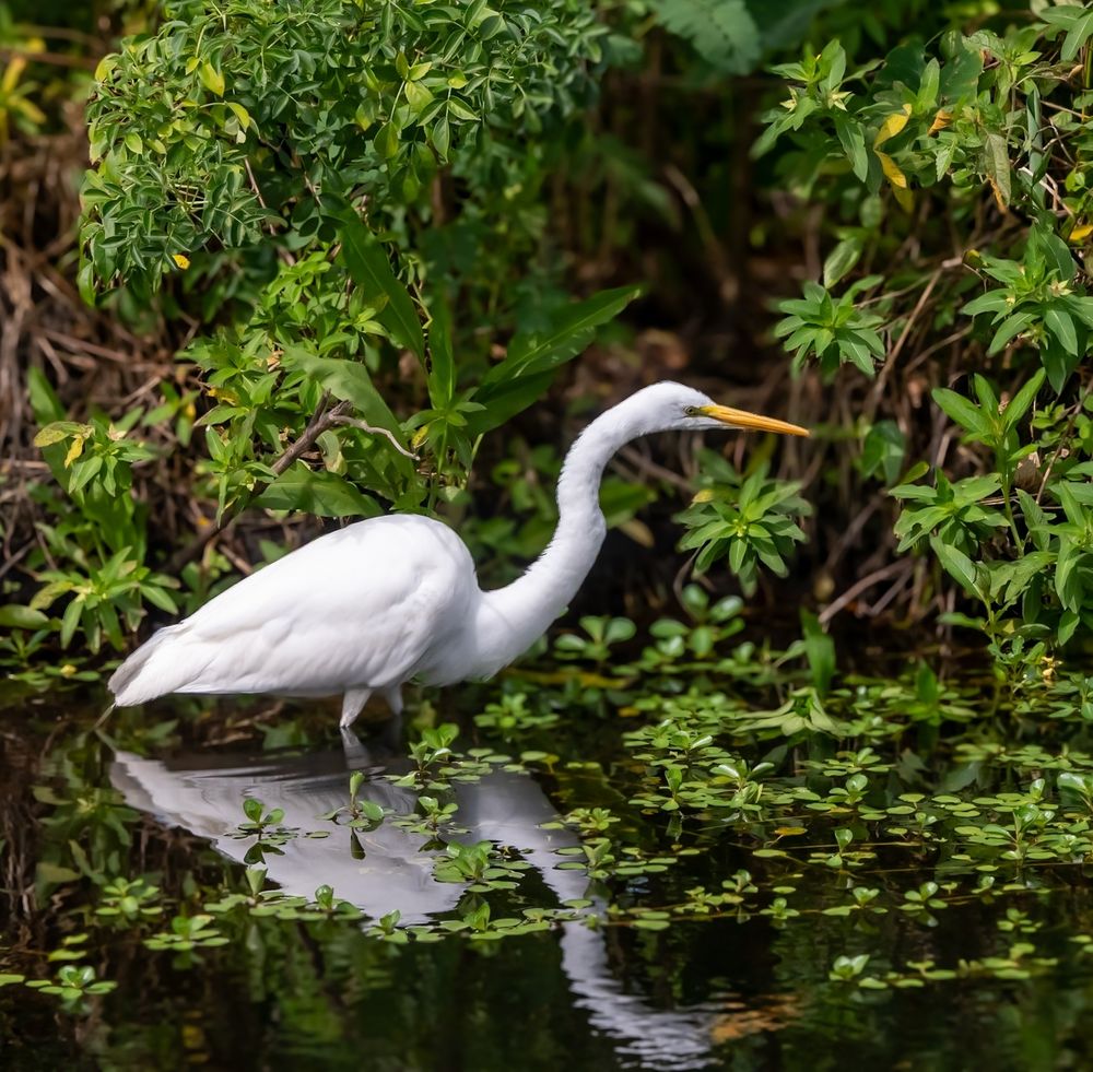 Handsome Henry wading and fishing along the water's edge.