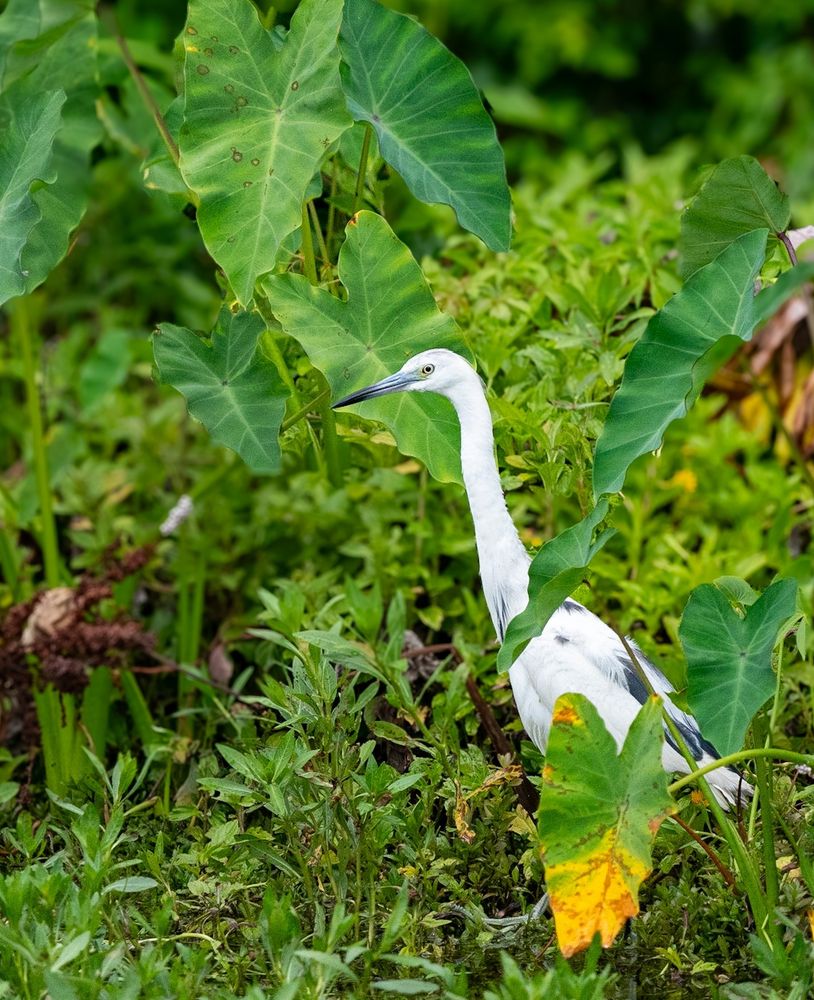 Three photos of a very petite Little Blue Heron preening and resting in the greenery after fishing nearby.
