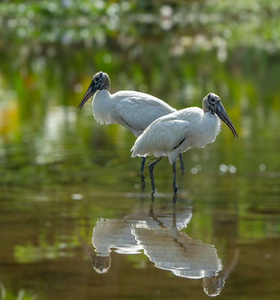 Two Wood Storks together standing in the opposite direction, wading and fishing.