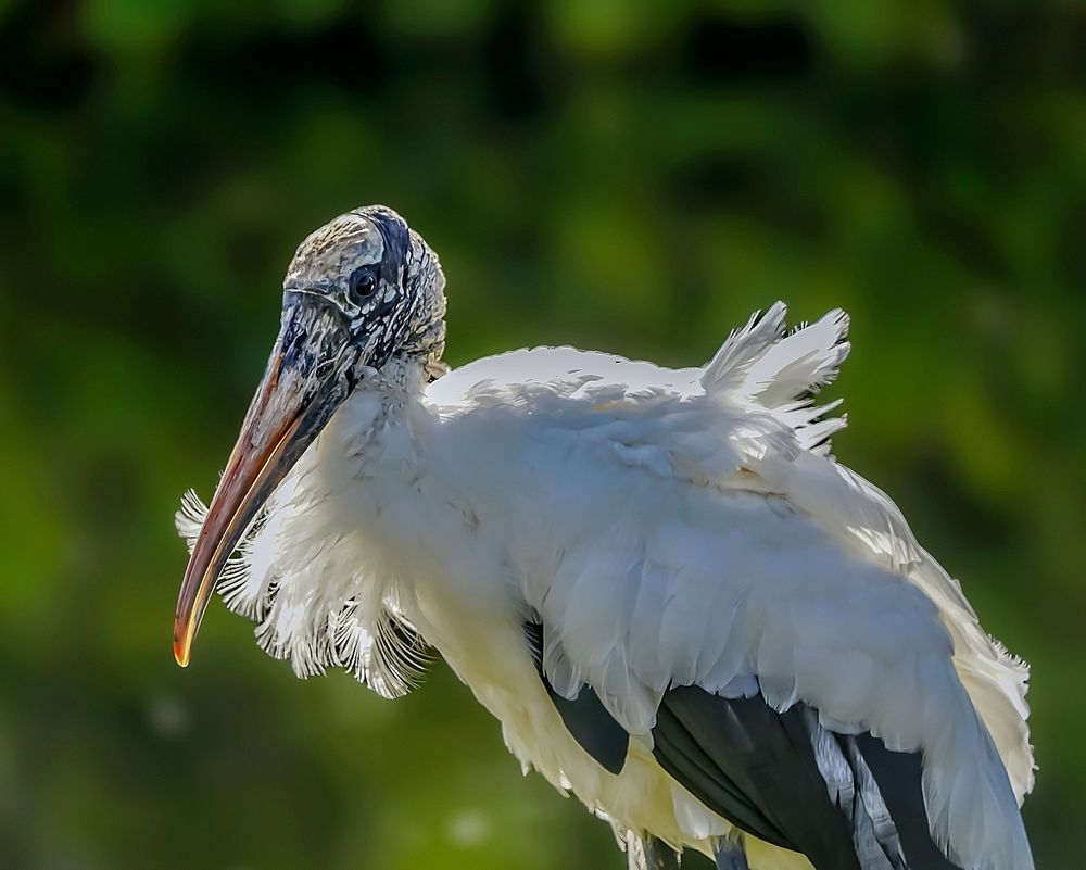 Sometimes, the lighting isn't perfect, but it's perfect for the moment. A Young Wood Stork looking fabulous on a windy day.