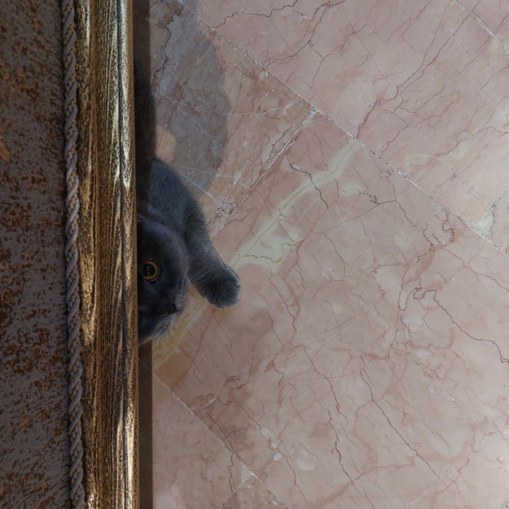 A cute gray cat under a sofa.