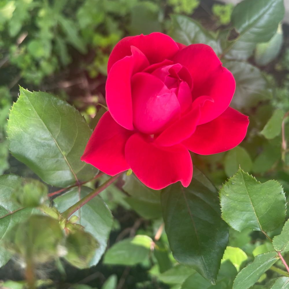 This photo showcases a radiant red rose in full bloom, its layered petals curling gracefully outward. The rich color of the rose contrasts beautifully against the surrounding glossy green leaves, which frame the flower with a natural elegance. The slightly blurred background emphasizes the intricate details of the petals, drawing focus to the rose’s striking presence. A simple yet captivating glimpse of nature’s artistry.