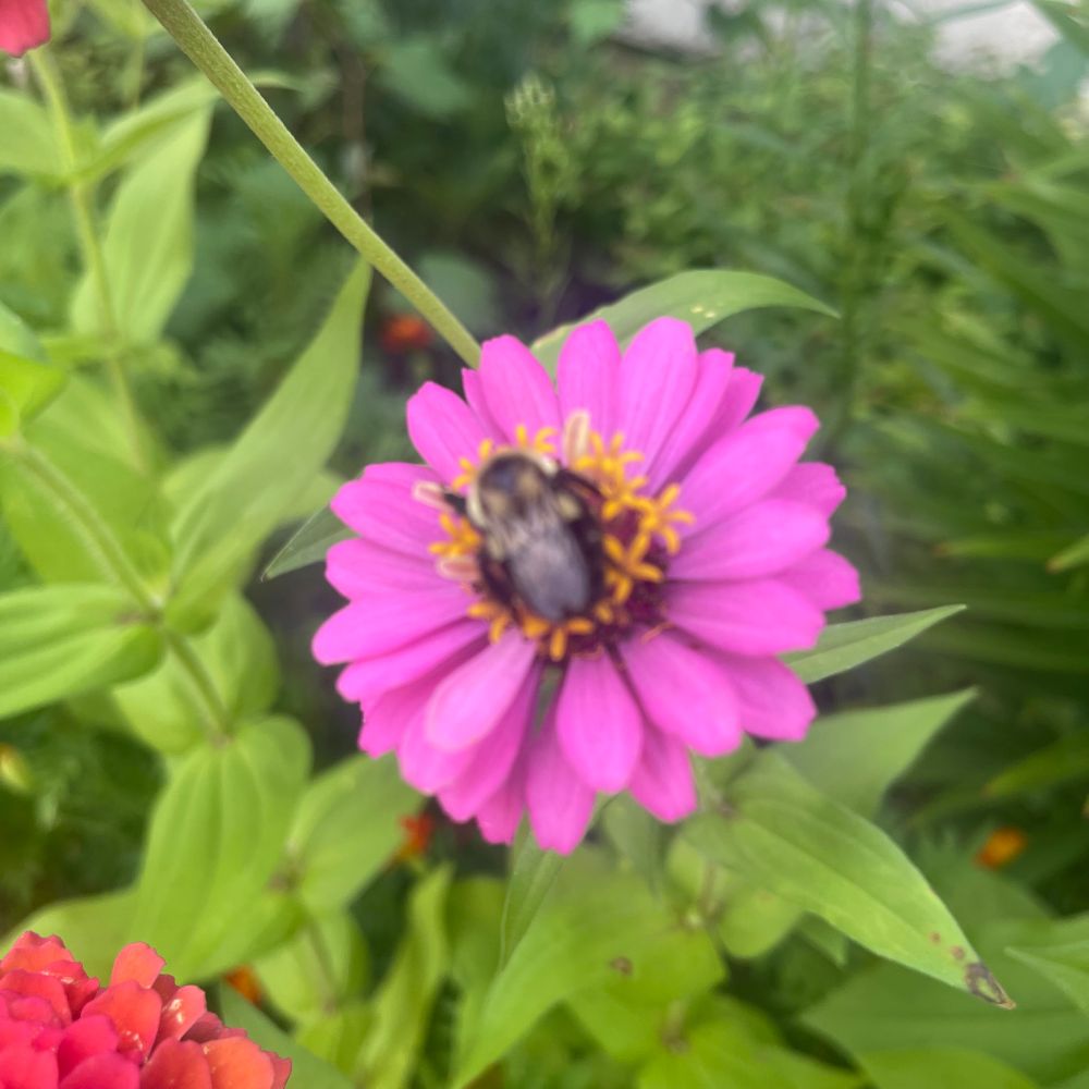 A vivid pink flower takes center stage, its velvety petals arranged in a soft circular bloom. Yellow-tipped stamens glow at its heart, drawing in a fuzzy bee mid-pollination - wings outstretched, legs gently gripping.

The bee’s visit adds motion and meaning, capturing nature’s quiet collaboration.

Green leaves and blurred blossoms surround the scene, offering depth and contrast.