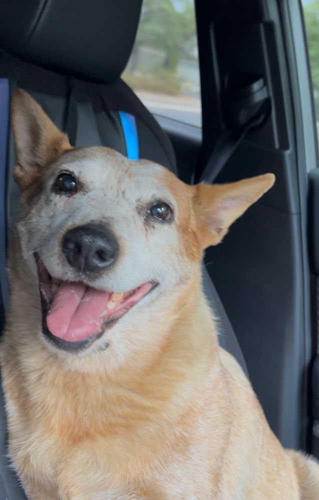 Jessie- Red Cattle dog in a cars front seat. 
Happy!! 