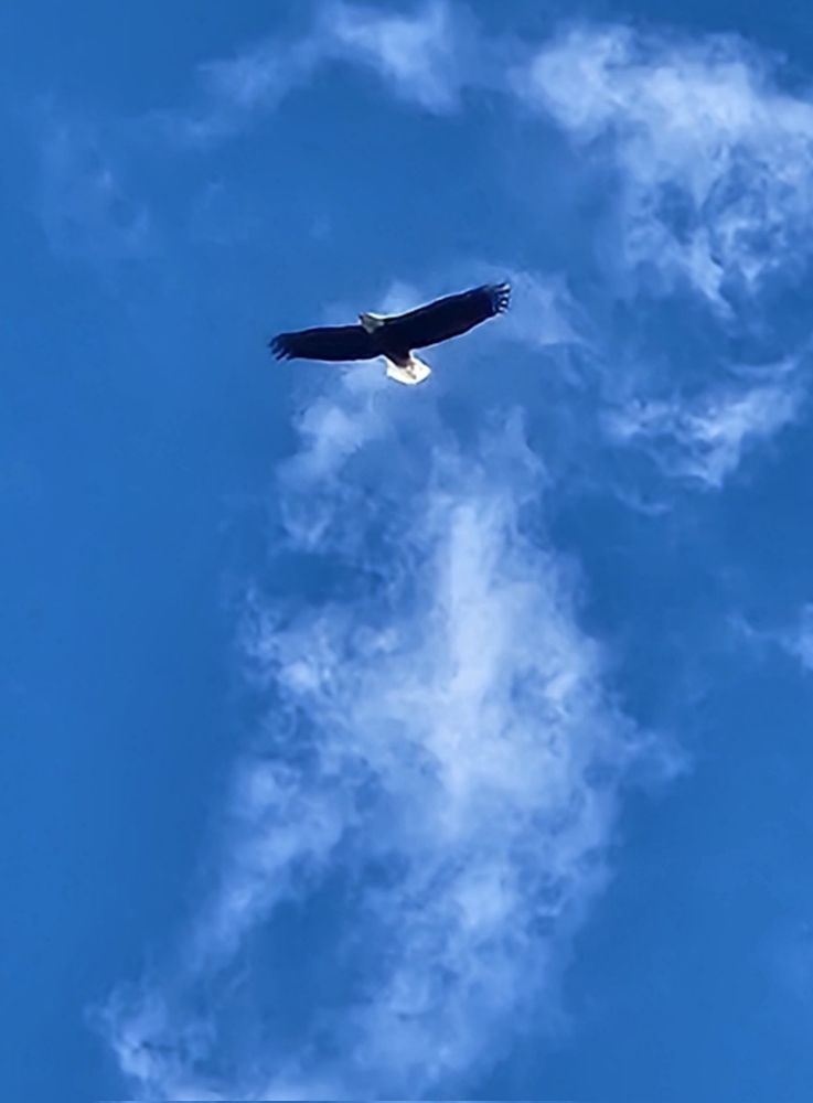 A bald eagle soaring through a bright blue sky with wispy white clouds.