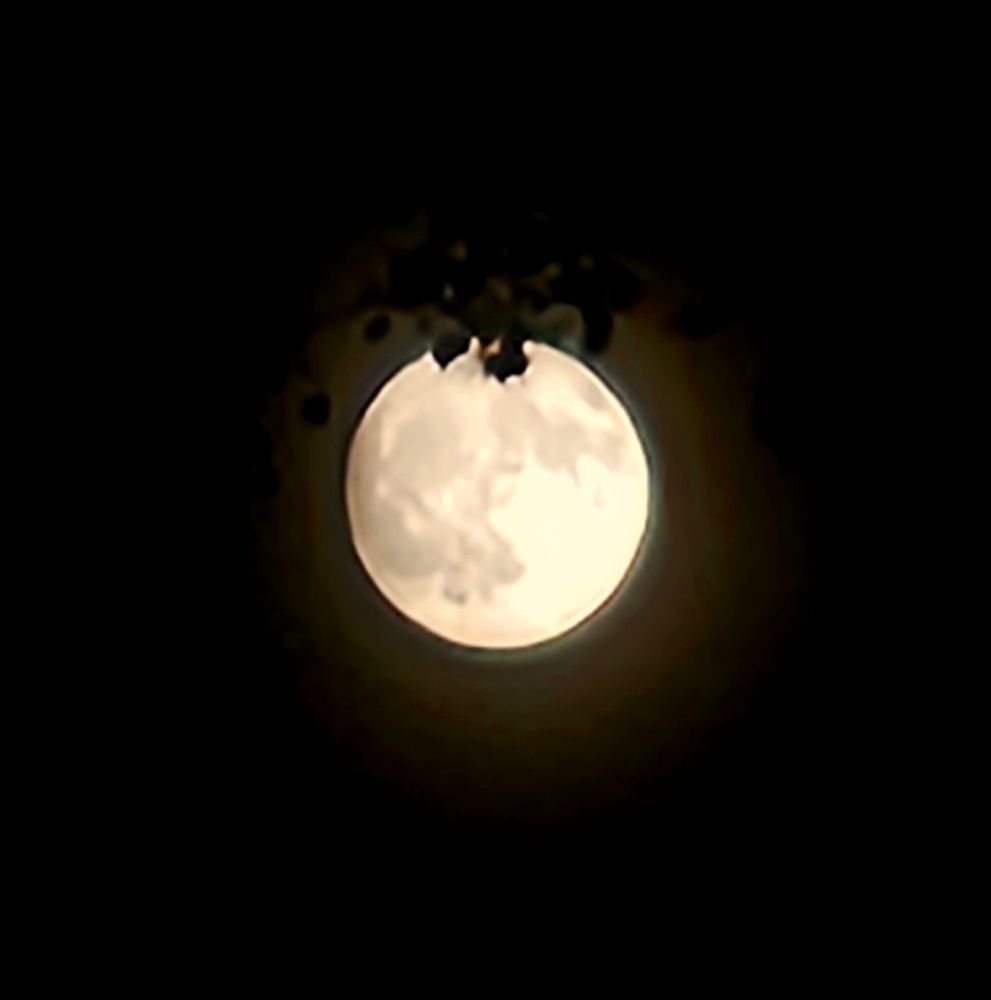 Tonight's full moon, looking like it's hanging from a tree branch. 