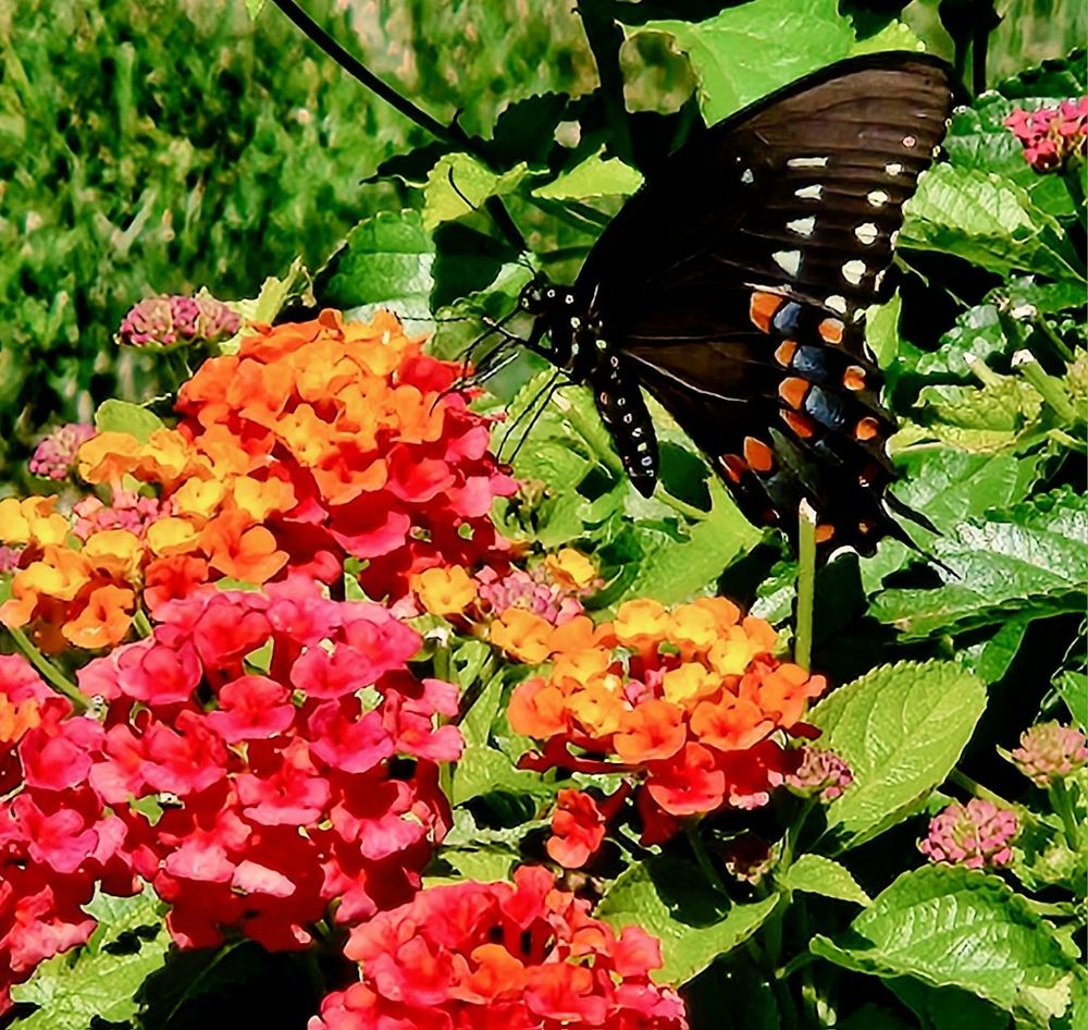 Pipevine swallowtail butterfly enjoying my red/orange/yellow lantana.
