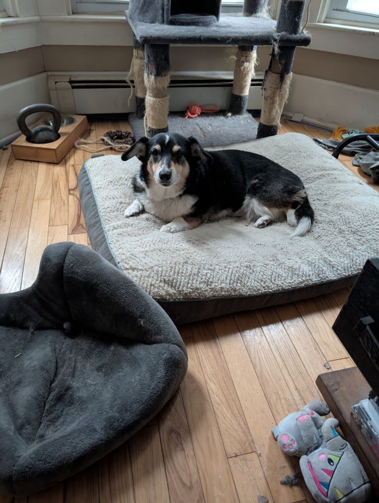 A corgi laying on a bed and looking curiously at the camera.