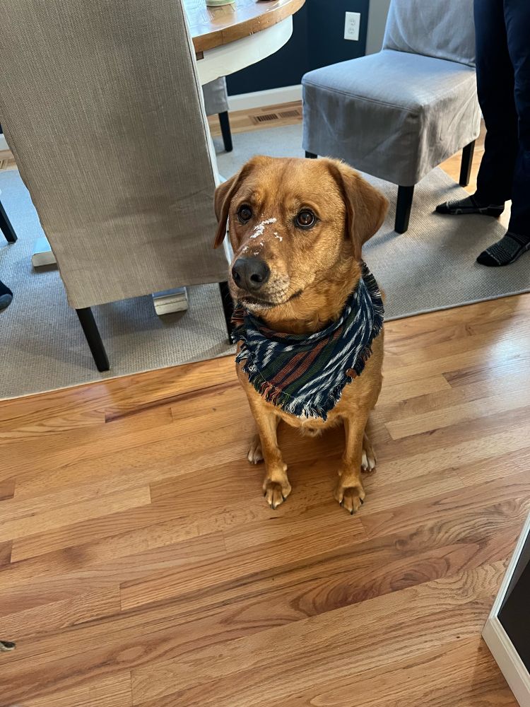 A red dog named Bridger sitting like the good boy he is. He is wearing a blue bandanna and has snow on his cute little nose. 