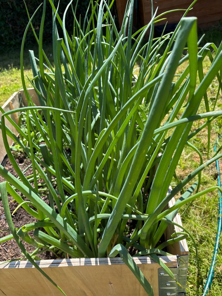 Onions growing in a raised bed 