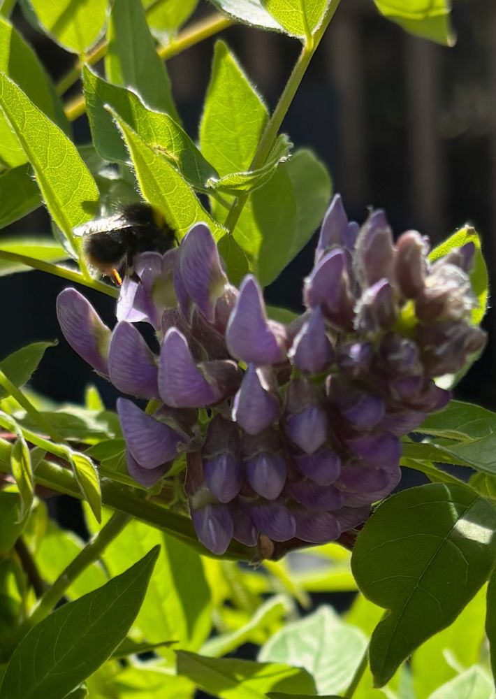 A bumble bee on a purple wisteria flower