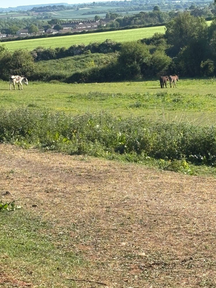 A green field with three donkeys in the distance 