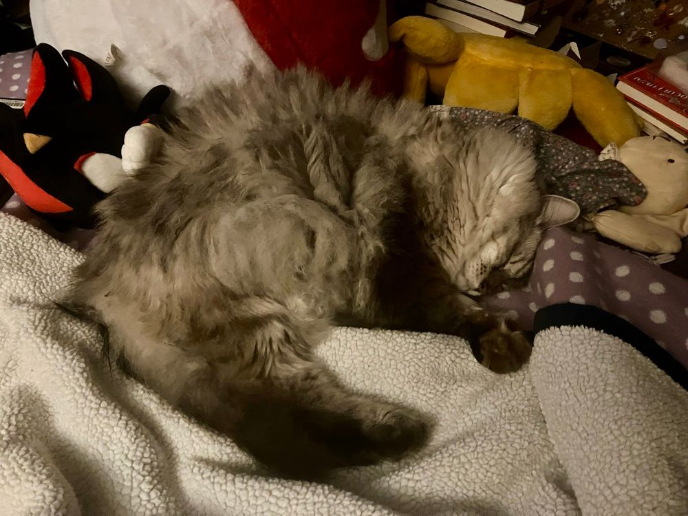 Fluffy white and grey cat curled up on his side on a blanket 
