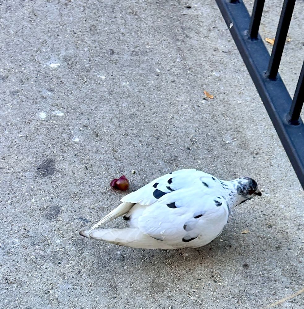 Fat white and black pigeon