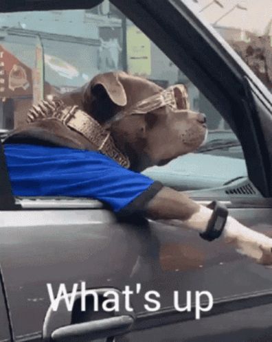 a dog wearing sunglasses and a blue shirt is sitting in a car with the words what 's up on the side