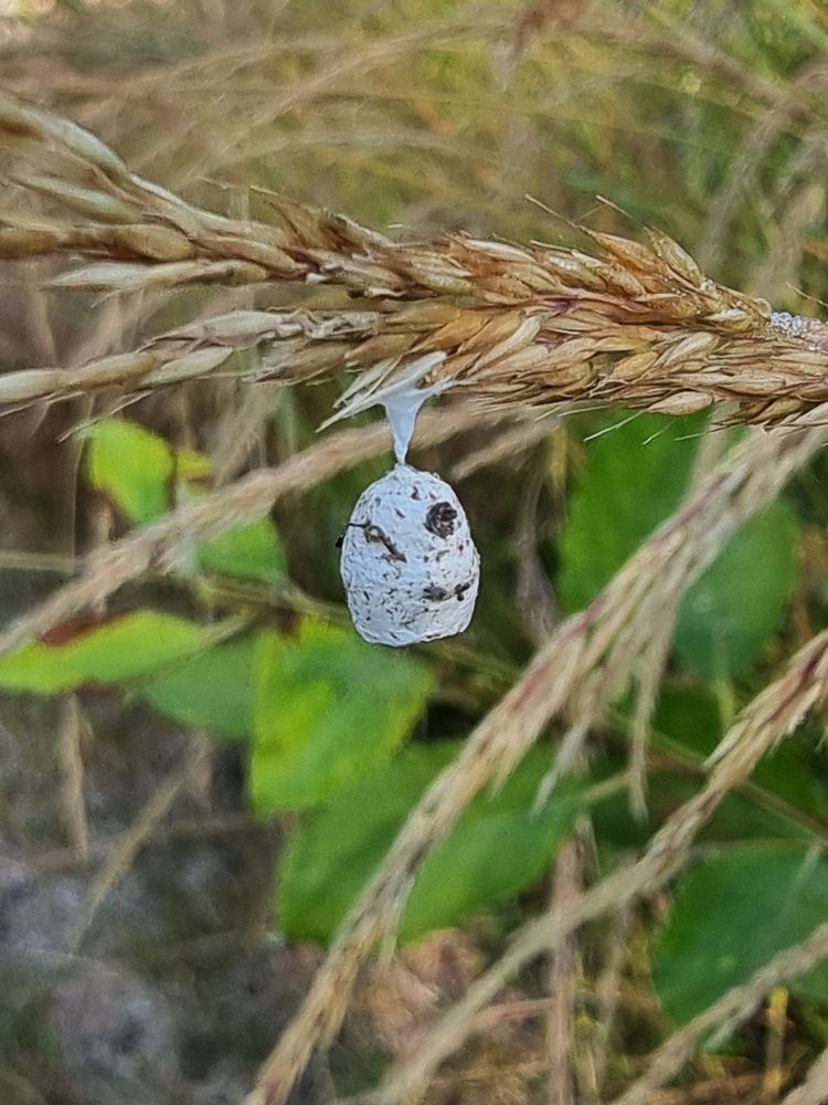 The white nest of a Agroeca Brunnea, or Fairy Lamp Spider