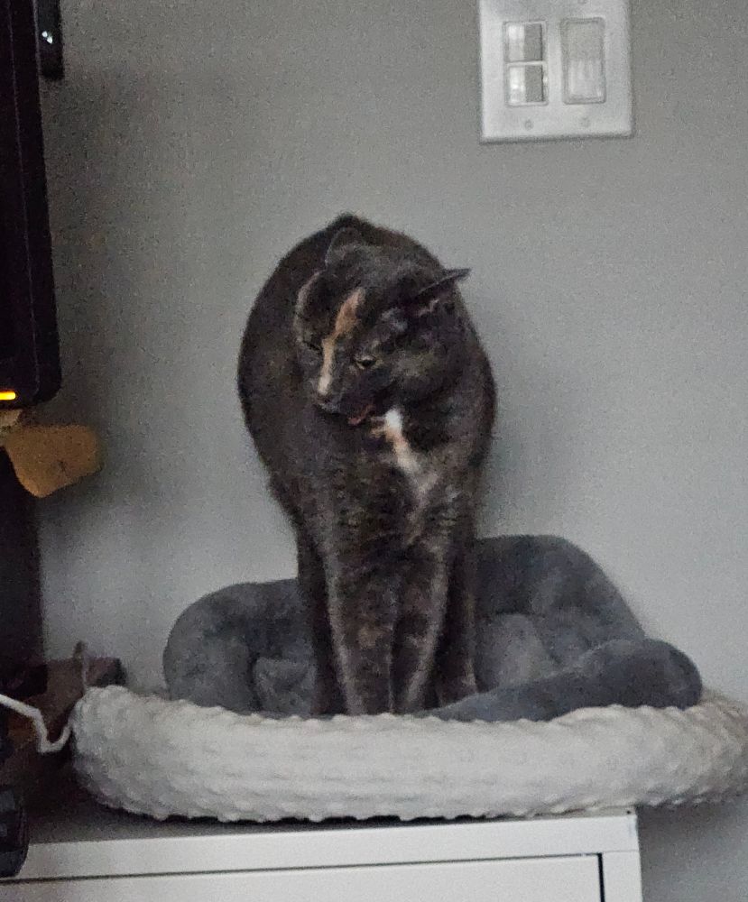 Cat named Hazel doing a stretch like a spooky halloween cat decoration
