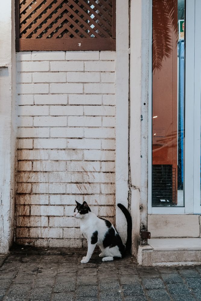 A black and white stray cat in the street of Muscat
