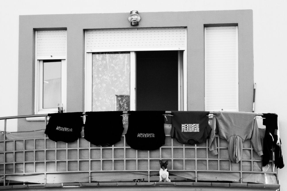 Picture of a dog on a terrace , surrounded by clothes hanging