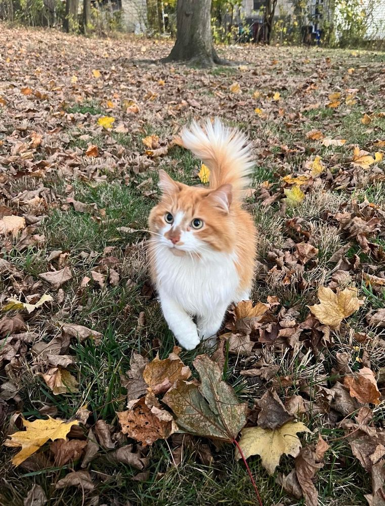 A fluffy orange and white cat frolics through the grass, surrounded by fall leaves 