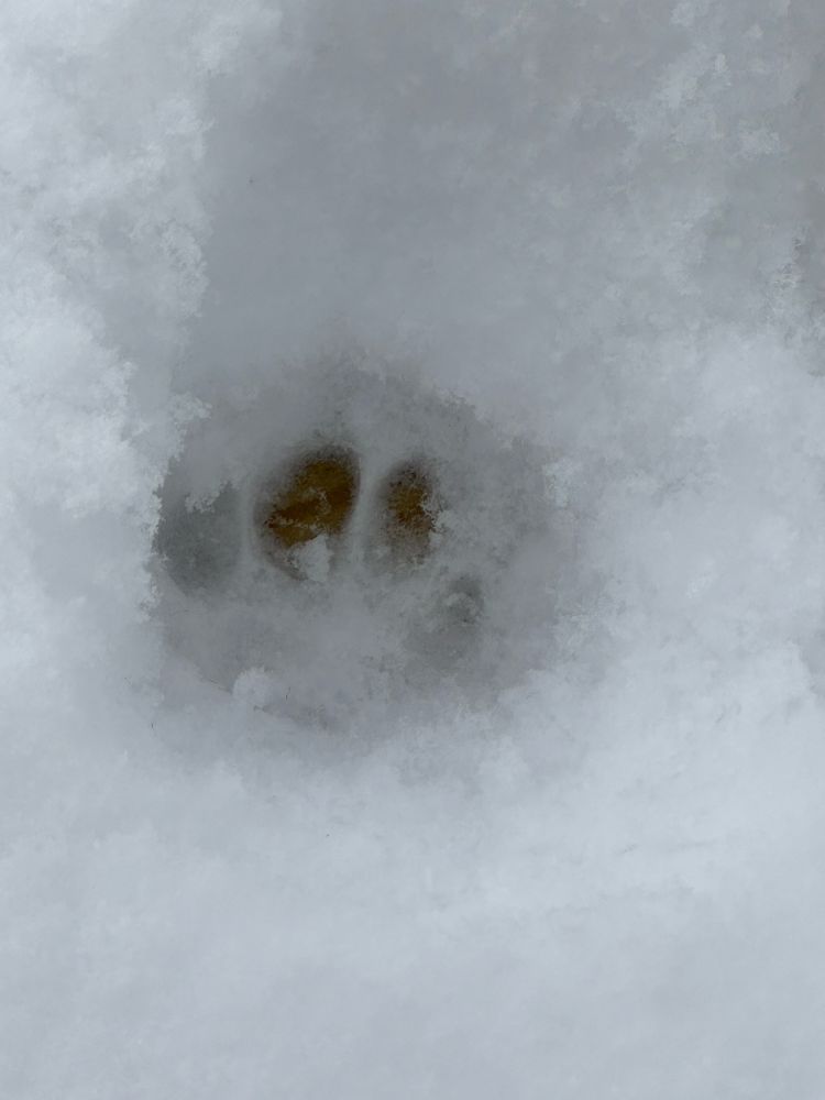 Cat paw print in the snow.