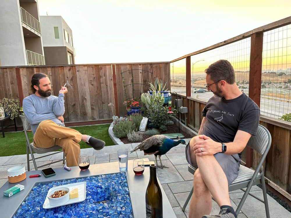 Two men sitting on folding chairs with a peacock between them.