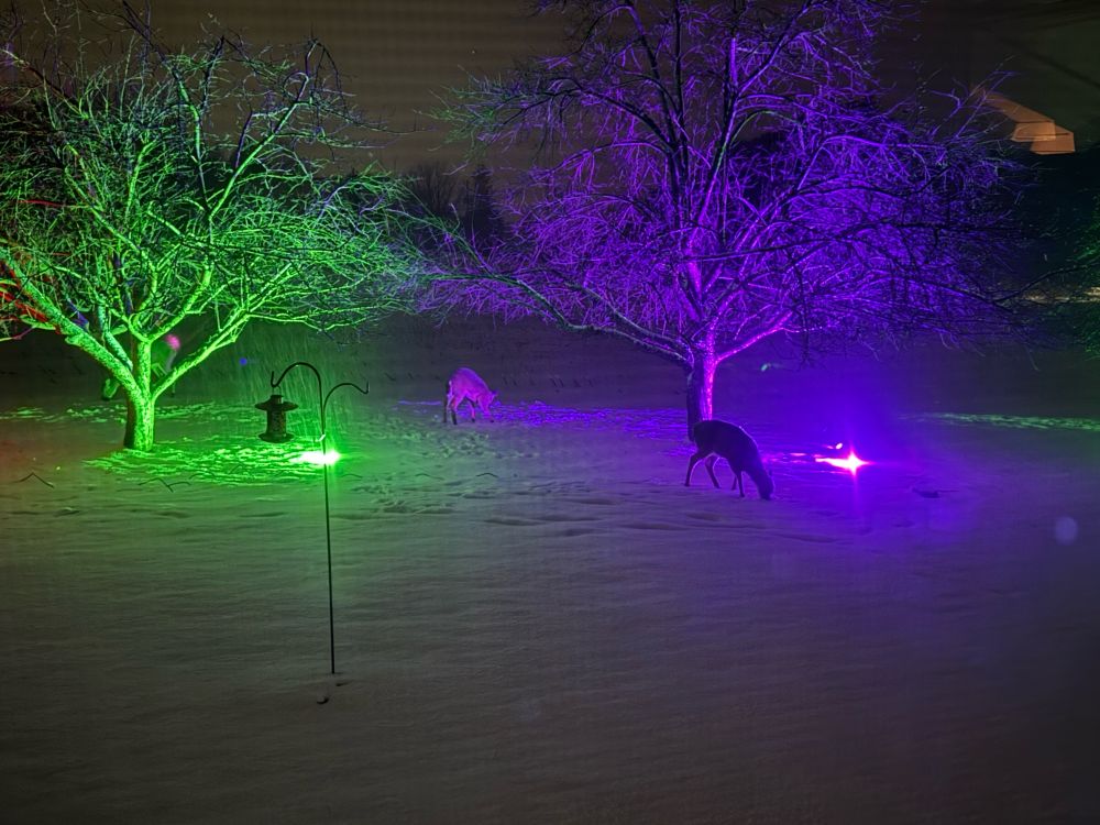 Two deer in silhouette under trees with purple and green up lights.