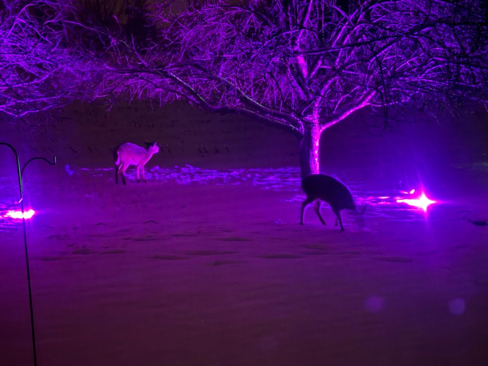 Two deer in silhouette under trees with purple up lights.