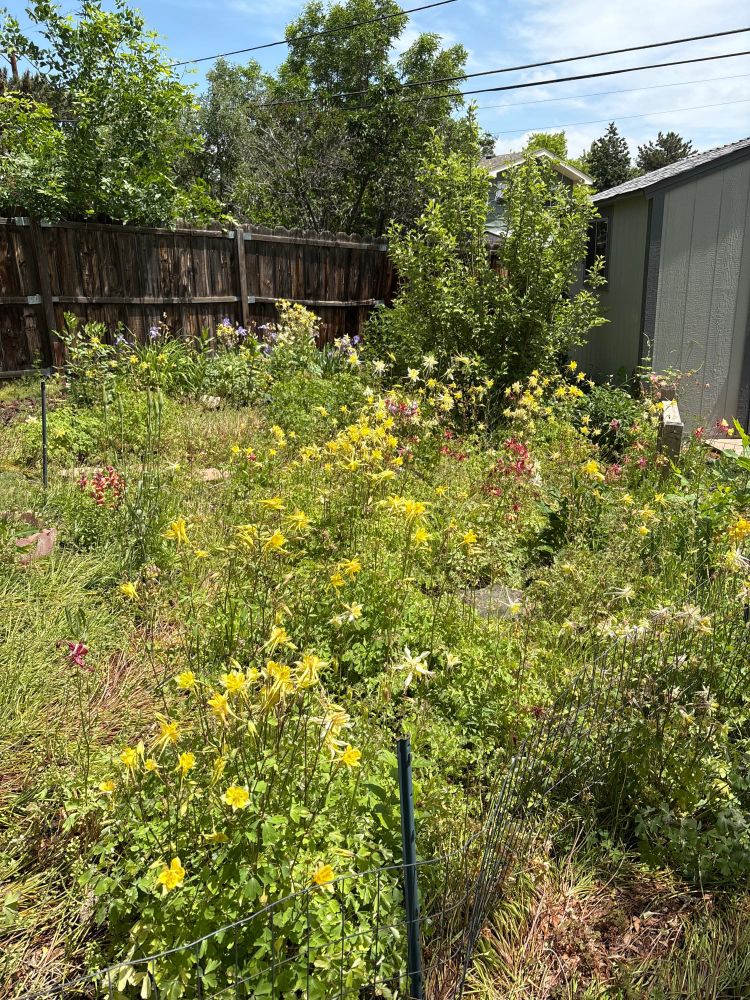 A sea of colorful columbines 