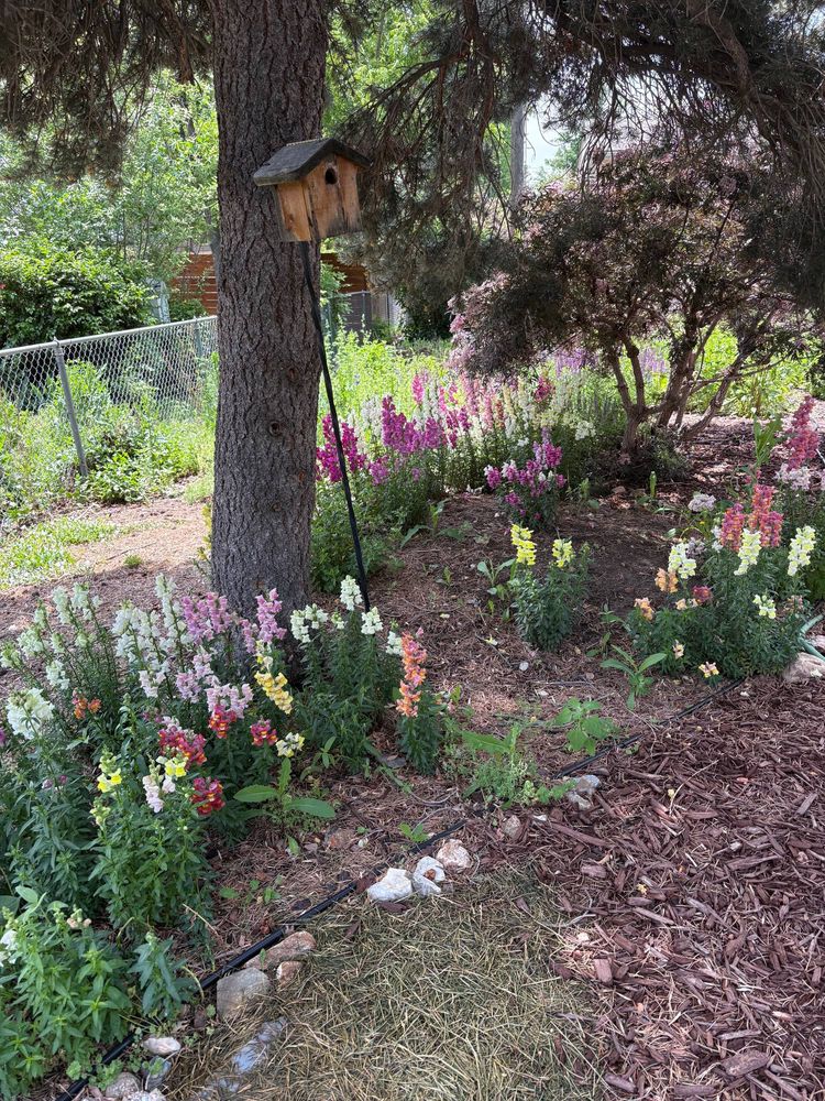 A sea of different colored snap dragons