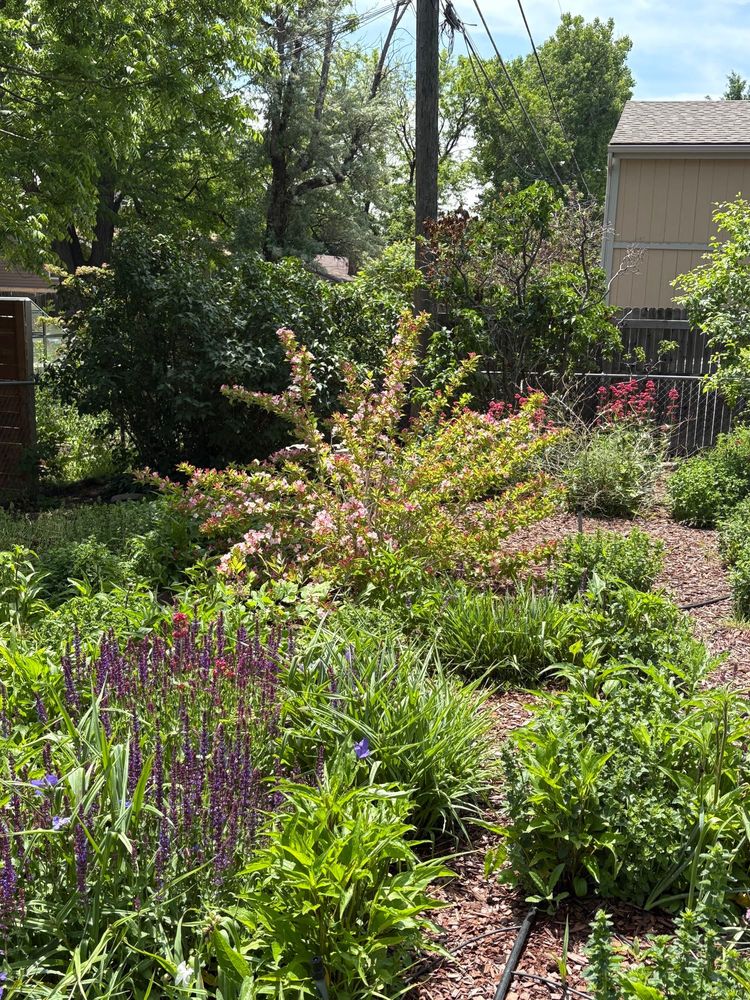 Multiple varieties of native plants in purple and pink colors