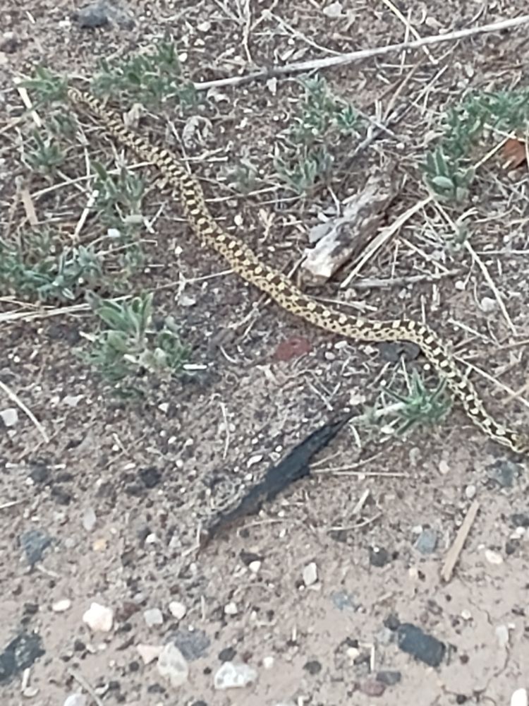 Gopher snake in the grass of New Mexico 