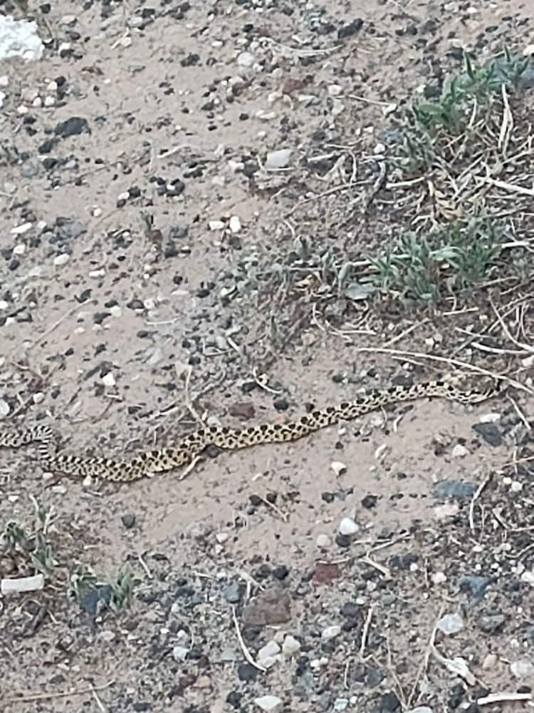 Gopher snake blending into sand and rocks