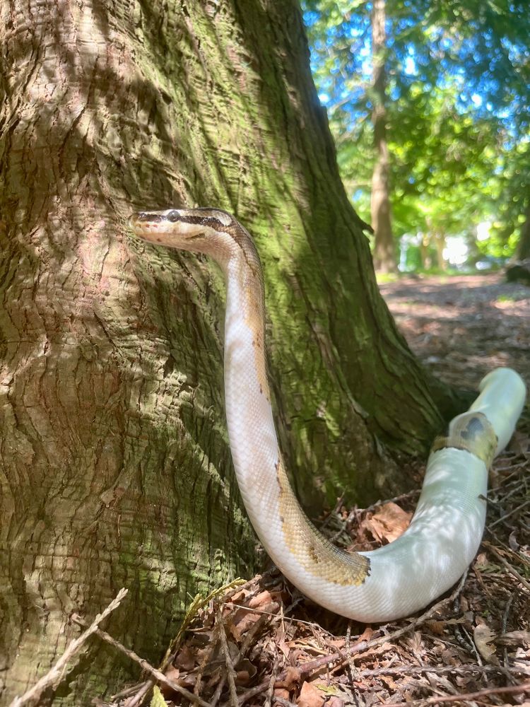 Pied ball python snake ‘standing up’ next to a tree in a park.