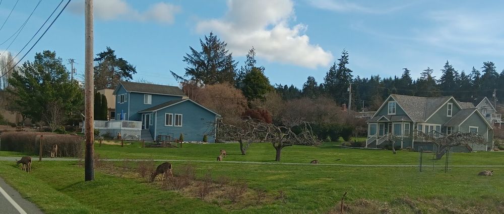 A picture of the yards of two blue houses visible in the backgrounds. Both sides of the drive running through the yards have a total of seven black-tail deer grazing, standing, or even laying down in the grasse.