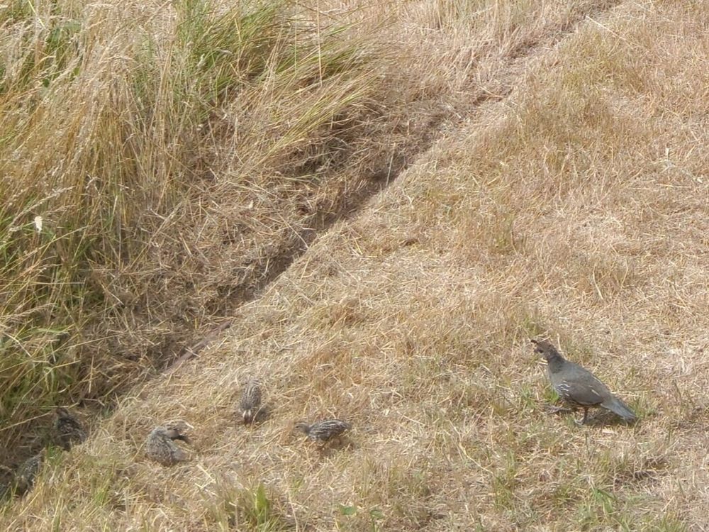 A a large patch of short brown dried grass, with a female California quail on the right, and three or four small baby quail scattered on the left