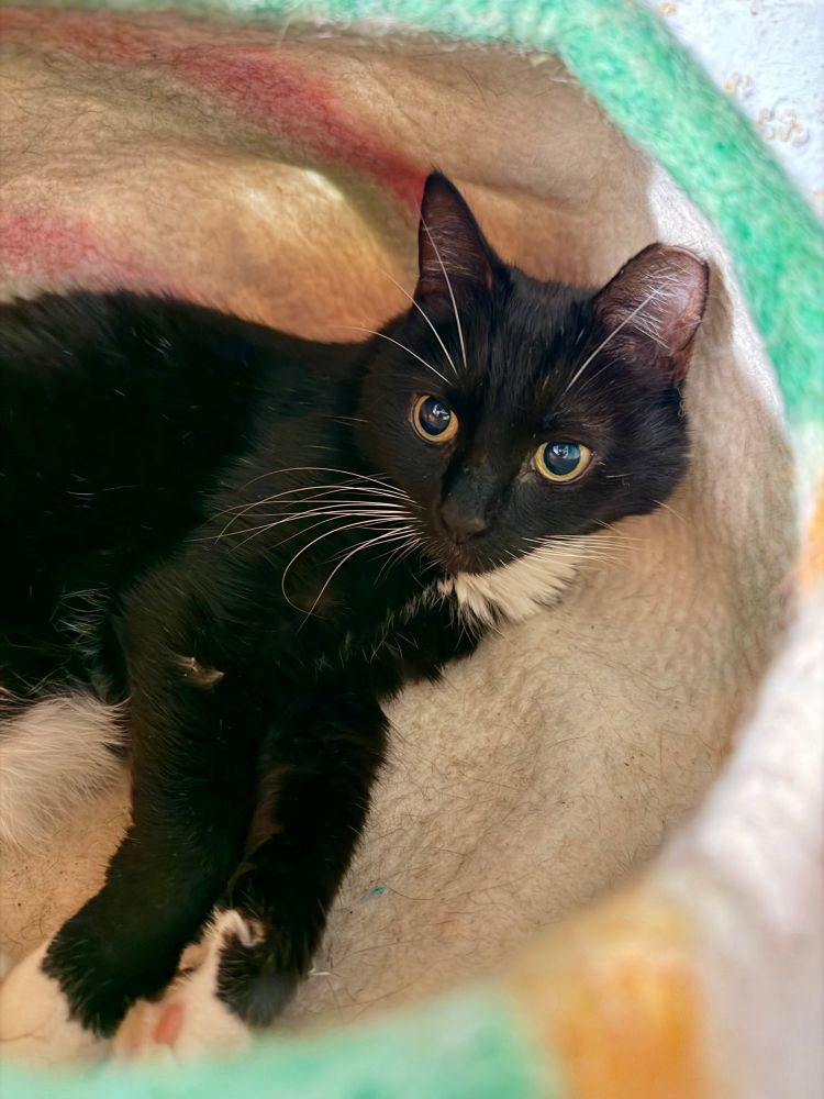A picture of Oona, tuxedo cat, in her bed in n top of our clothes  dryer the night before we said goodbye.